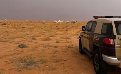 «الأمن البيئي» يضبط مخالفاً يرعى 15 من الإبل داخل محمية الملك عبدالعزيز