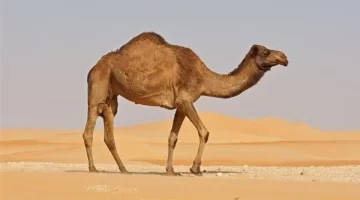 تفسير حلم الجمال في المنام