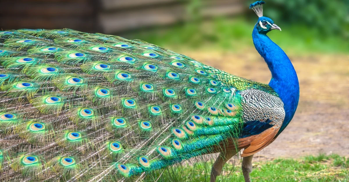 تفسير رؤية الطاووس في المنام