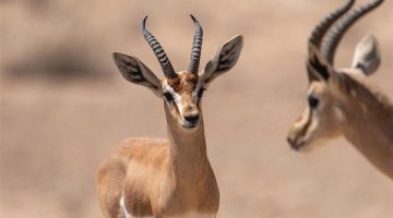 تفسير رؤية الغزال في المنام للرجل