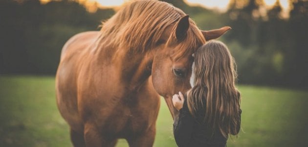 شعر عن الفارس.. اجمل ما قيل عن الفارس والخيل؟