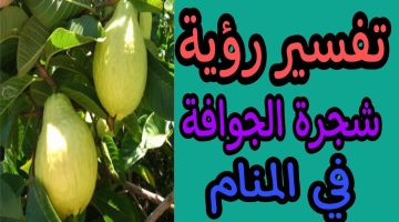 رؤية شجرة الجوافة