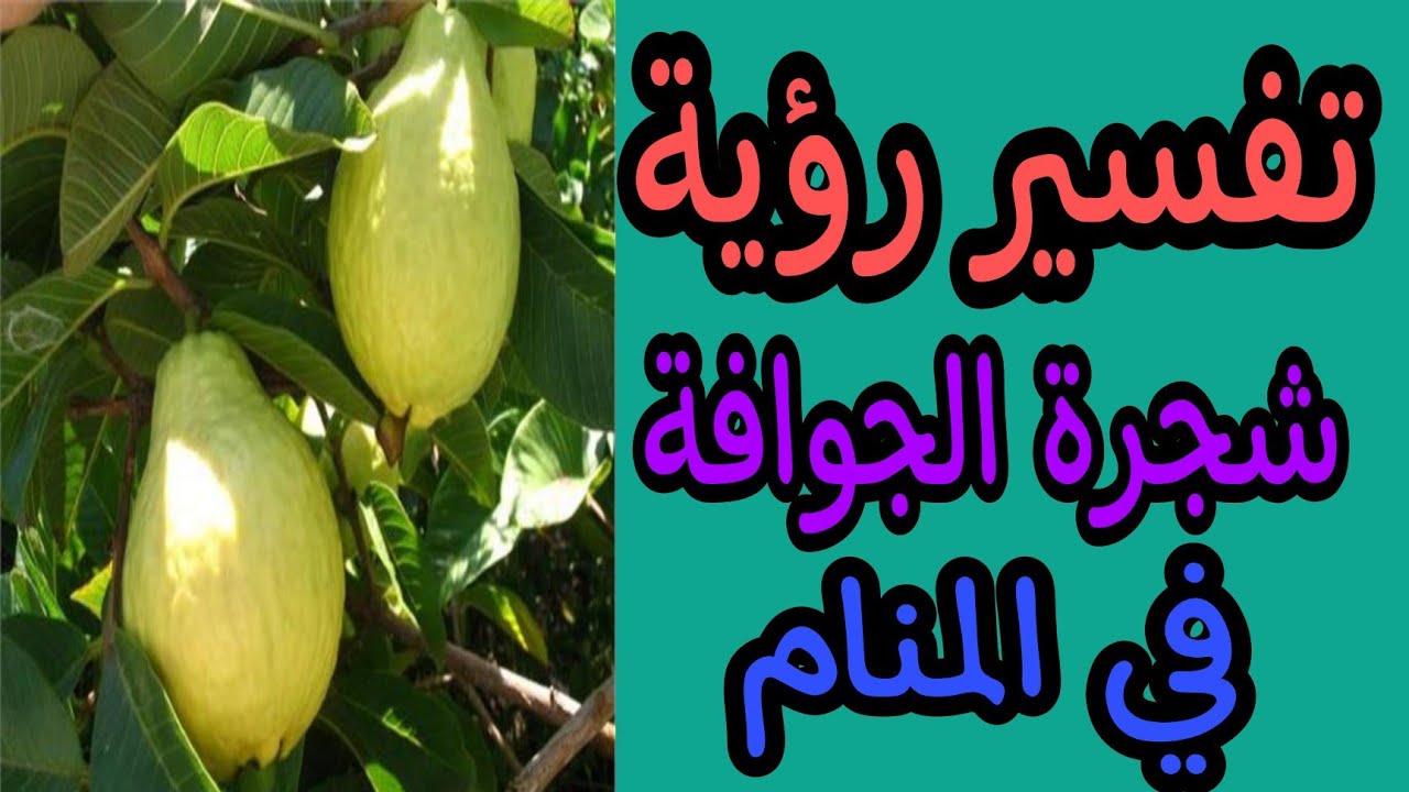 تفسير رؤية شجرة الجوافة في المنام