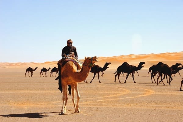 الوايلي وش يرجع.. من اي قبيله الوايلي؟