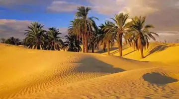 الجميعي من اي قبيله. ما اصل قبيلة الجميعات؟