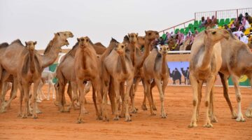 الخويطر وش يرجعون. ما هو أصل عائلة الخويطر