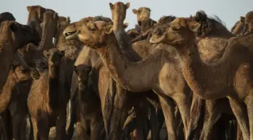 المجنوني وش يرجع. وما هو أصل المجنوني؟