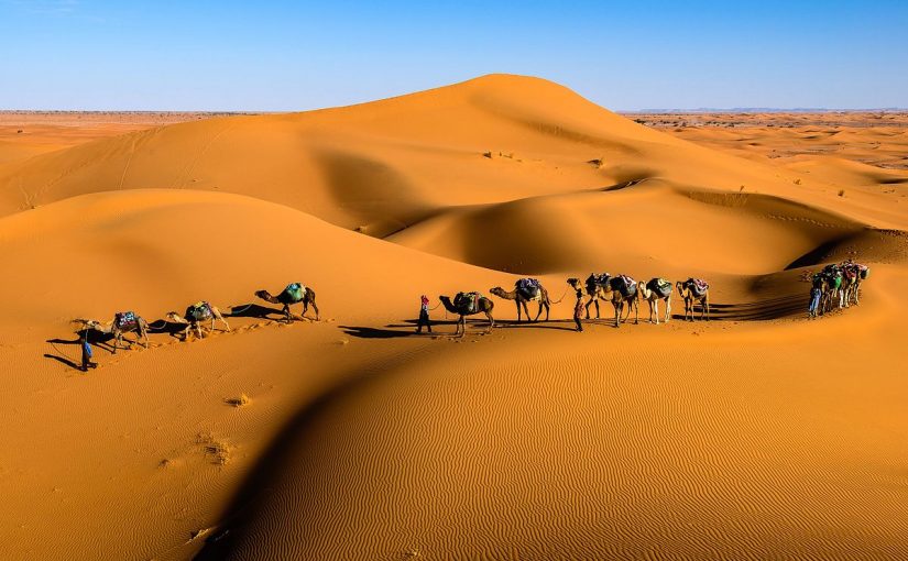 الدواس وش يرجعون.. اصل عائلة الدواس من اي قبيلة