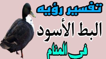 تفسير حلم البط الأسود