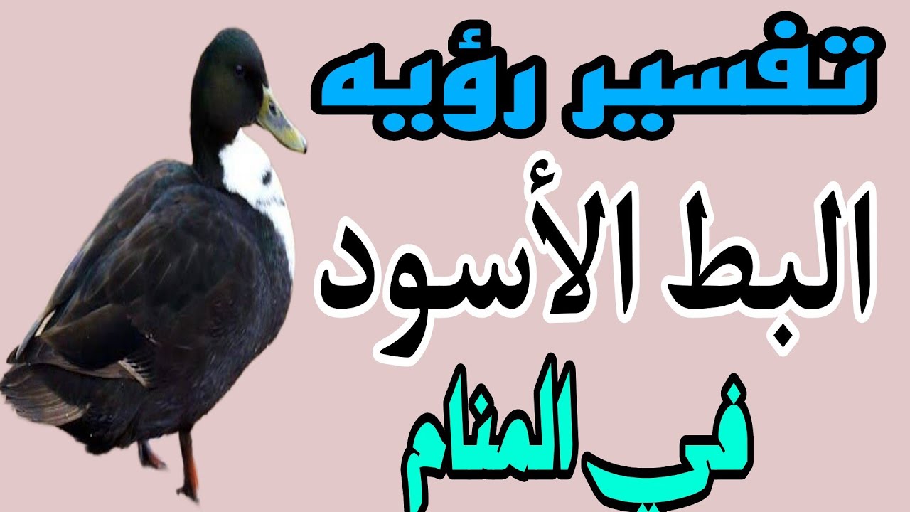 ما هو تفسير حلم البط الأسود للمرأة لابن سيرين