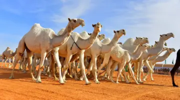 جمعان الحربش وش قبيلته