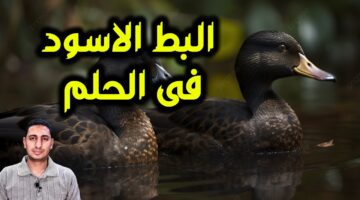 رؤية البط الأسود في المنام 0