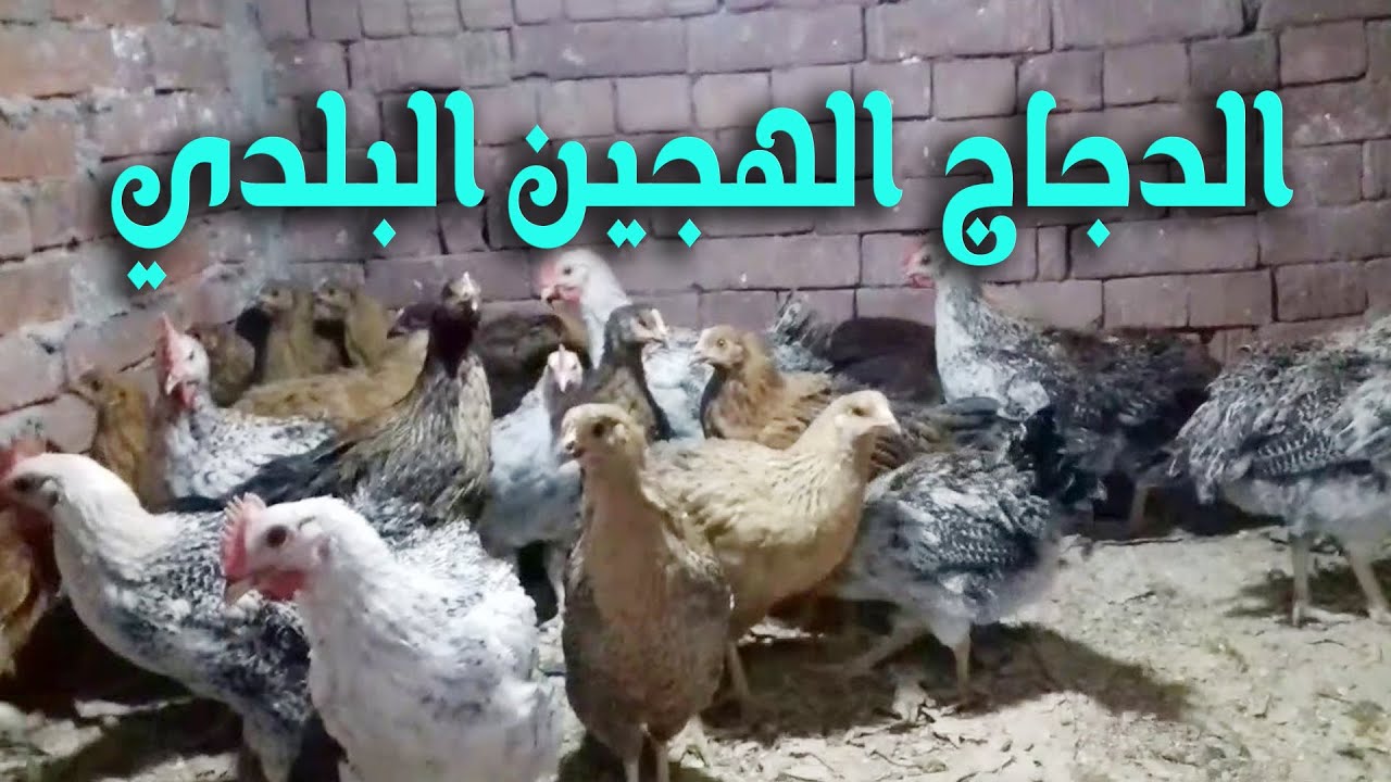 ما هي طريقة تربية الفراخ الهجين