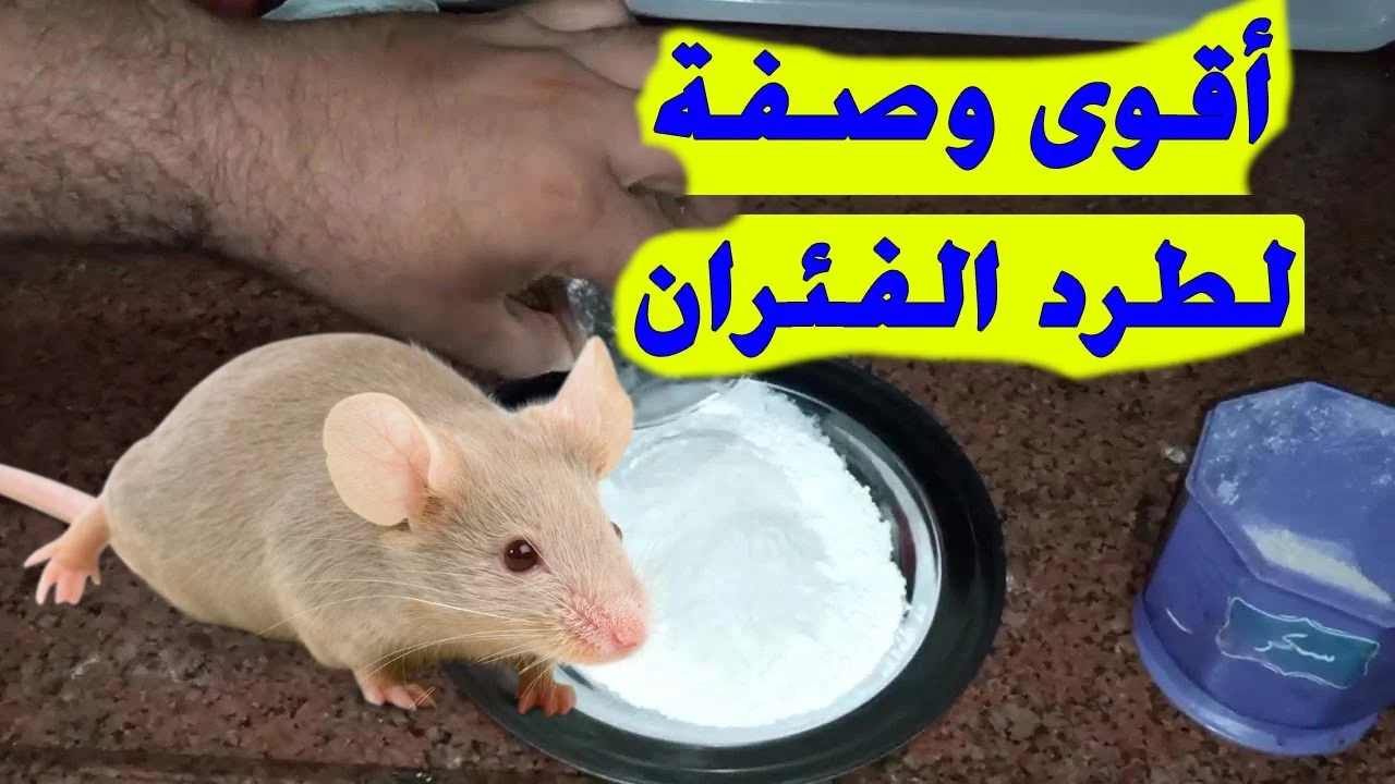 كيفية طرد الفار من البيت.. ما هي الرائحة التي تهرب منها الفئران؟