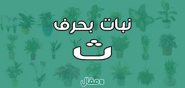 نبات بحرف الثاء “ث” فواكه تبدأ بحرف الثاء