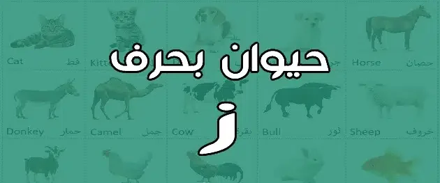 نبات بحرف الزاي “ز” فواكه تبدأ بحرف الزاي