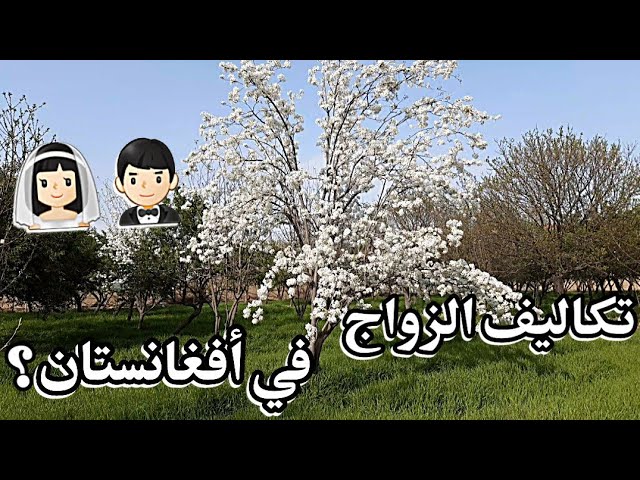 ما هي مدة الزفاف الأفغاني وما هي عادات وتقاليد الزواج في الدولة؟!