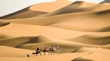 المصباحي من أي قبيلة