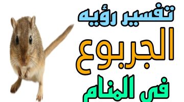 تفسير الجربوع في المنام 0