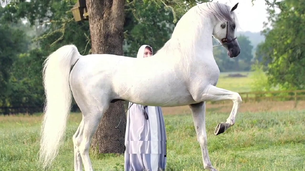 حريري الشقب (خيل عربي أصيل) السيرة الذاتية كاملة