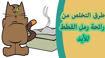 رائحة فضلات القطط