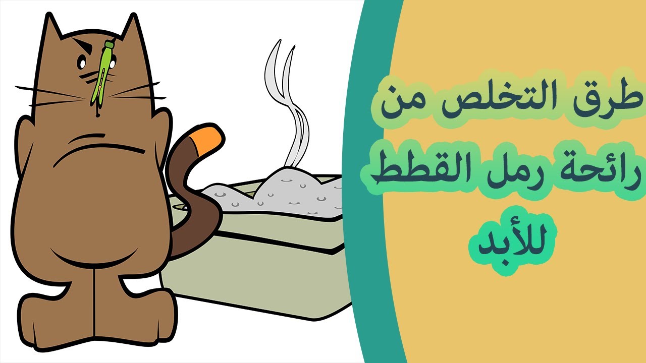 ما هي طرق التخلص من رائحة فضلات القطط