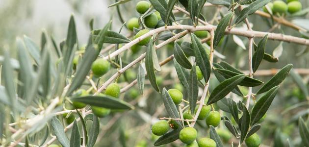 تفسير قطف الزيتون في المنام للعزباء