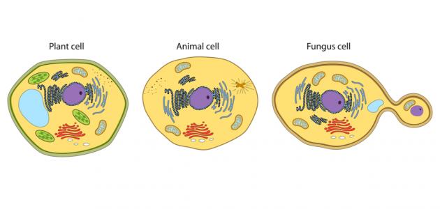 مم تتكون الخلية.. من ماذا تتكون خلايا جسم الانسان؟