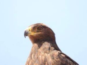 صقر اليؤيؤ يتجول بأمان في محمية الملك سلمان بن عبدالعزيز الملكية