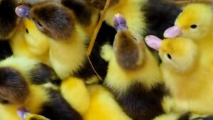 استقرار أسعار البط وتباين أسعار الكتكوت