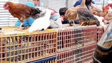 أسعار الفراخ