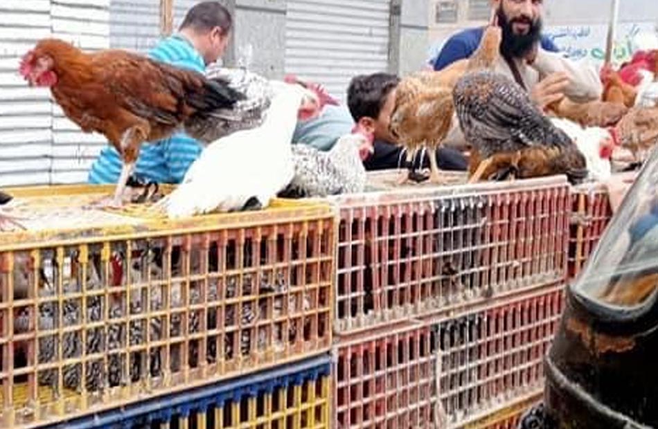 أسعار الفراخ