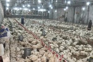 في بورصة الدواجن.. أسعار الفراخ البيضاء تكسر حاجز الـ100 جنيه