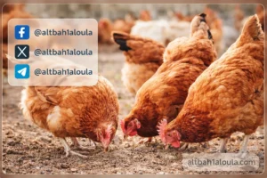 أسعار الفراخ اليوم