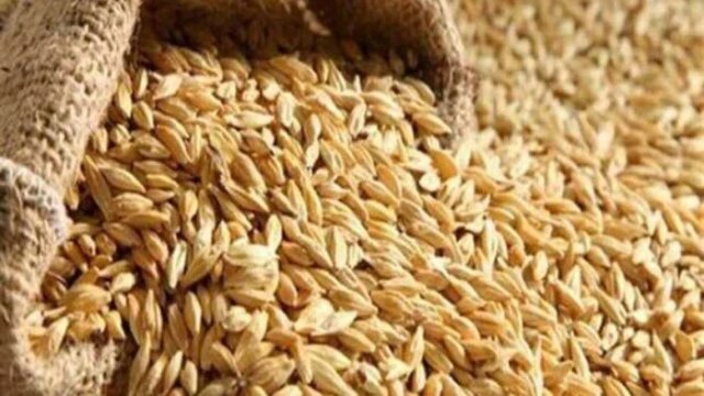 أسعار الأرز الشعير تتصدر المشهد في المحافظات المصرية، وصل سعر طن الحبة العريضة والرفيعة الآن لعام 2026