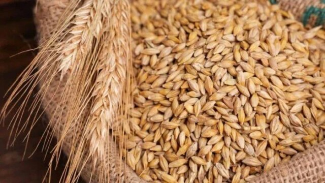 أسعار الأرز الشعير ترتفع اليوم الثلاثاء 12 مايو 2026 في محافظات مصر المختلفة