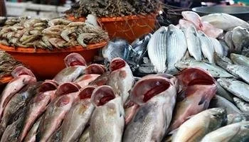أسعار السمك تحقق استقراراً اليوم الخميس 21 مايو 2026 في سوق العبور، البوري يسجل 190 جنيها