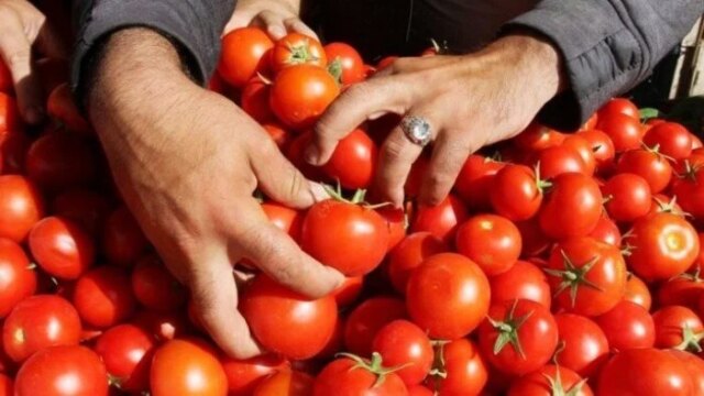 أسعار الطماطم تشهد تغيرات ملحوظة في الأسواق المصرية اليوم الأربعاء 20 مايو 2026