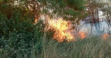أهالي أسوان يسيطرون على حريق مروع بزراعات قرب ميدان الجزيرة وسط المدينة
