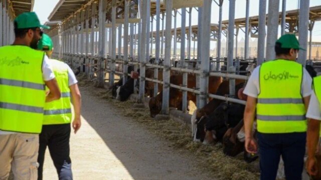 احتفالات مميزة في المنيا: صكوك الأورمان تنظم ذبح 50 عجلًا بلديًا بمجازر سمالوط