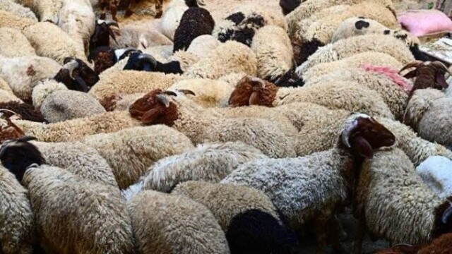 استعدادات قوية في أسوان مع جاهزية 15 مجزرًا حكوميًا لذبح الأضاحي قبيل عيد الأضحى