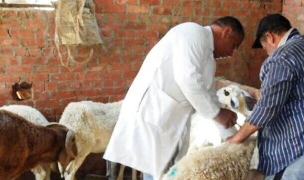استعدادات مكثفة من الطب البيطري بمطروح قبيل حلول عيد الأضحى المبارك