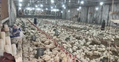 “` استقرار حذر يسود أسعار الدواجن والبيض في الأسواق المصرية خلال الفترة الحالية “`