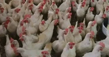 “` استقرار ملحوظ في بورصة الدواجن اليوم يبرز تفاصيل أسعار الفراخ والكتاكيت في المزارع “`