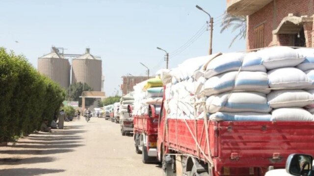 بني سويف تشهد توريد 247 ألف طن من القمح المحلي واستئناف الاستلام بعد عيد الأضحى