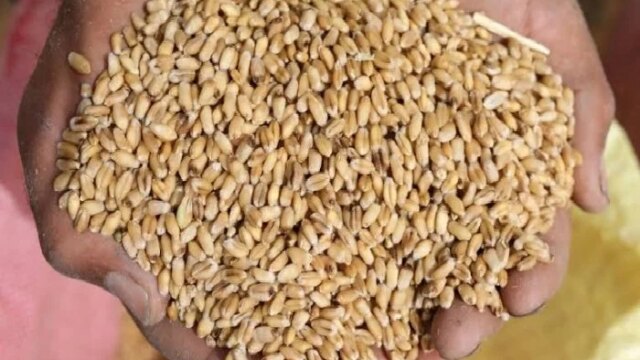 تصاعد كبير في توريد القمح المحلي: 14 ألفًا و726 طن تُسلم لشون وصوامع الإسكندرية