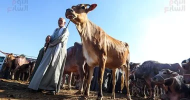 تكنولوجيا الأضحية تتطور.. 5 مشاهد تظهر تأثير التقنية على عيد الأضحى