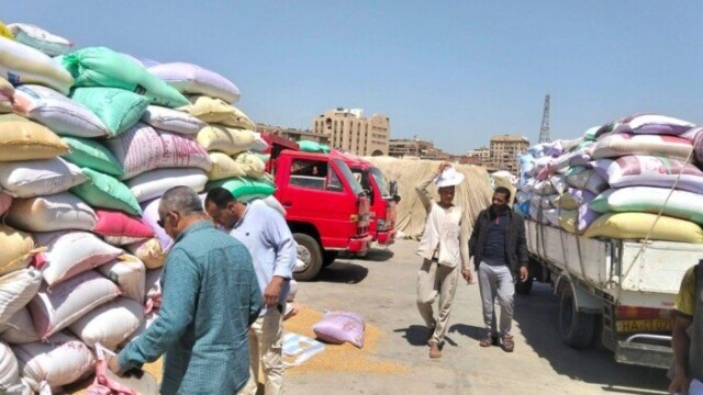 توريد 60 ألف طن من القمح في صوامع محافظة القليوبية لتعزيز الأمن الغذائي