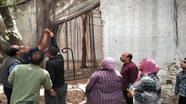 جهود كبيرة لمواجهة ظاهرة «قرود العامود» في الإسكندرية والأطباء البيطريون يؤكدون سلامة المواطنين