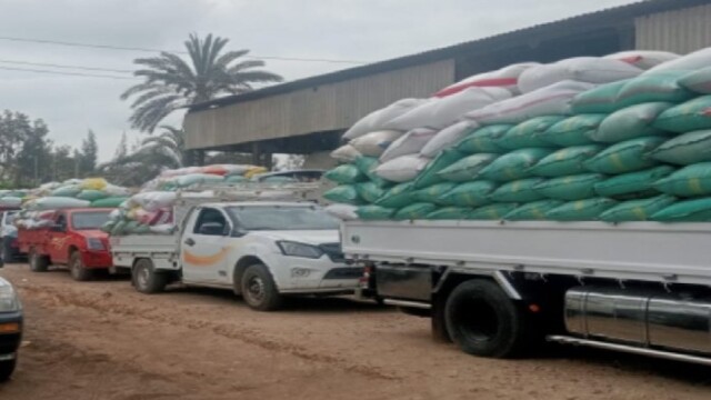 حصاد القمح في البحيرة: توريد 205 آلاف طن إلى الشون والصوامع خلال الموسم الزراعي الحالي
